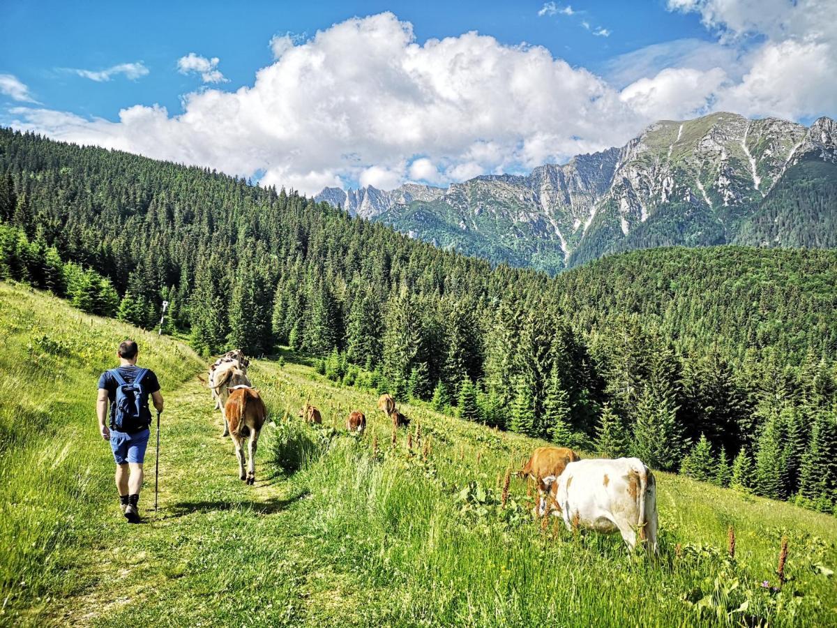 Mountain Lodge Râșnov Zewnętrze zdjęcie